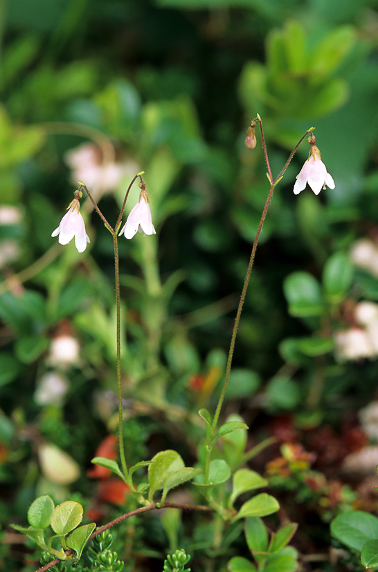 Blumenraten 3
