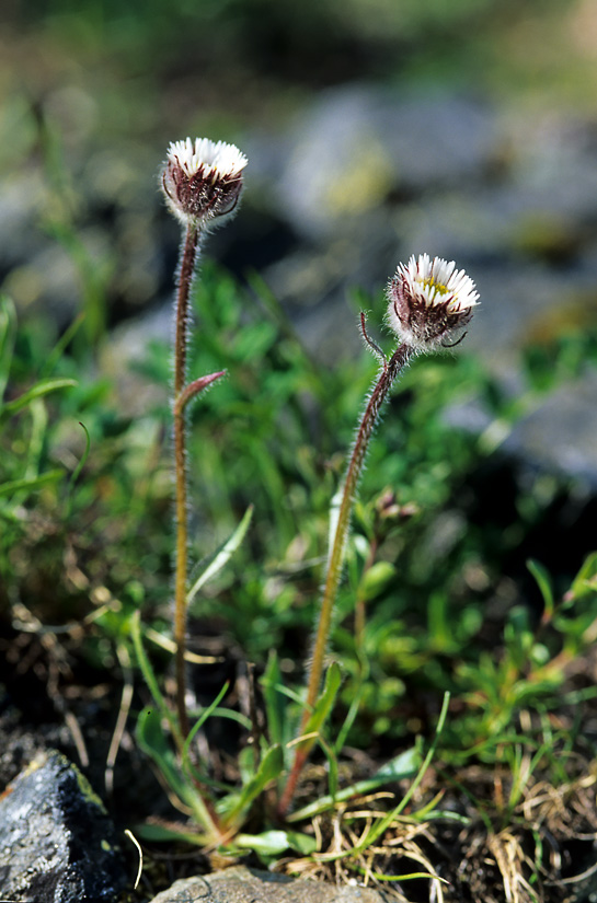 Blumenraten 4