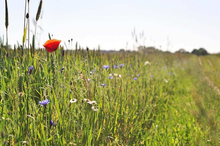 Blumenweg