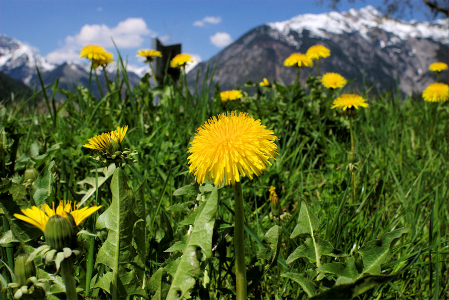 blumenwiese am Achensee, Tirol