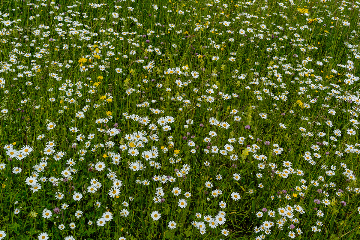 Blumenwiese.jpg
