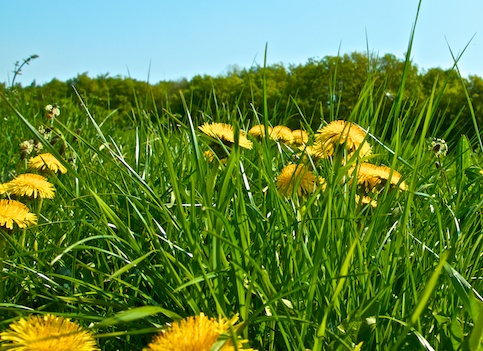 Blumenwiese