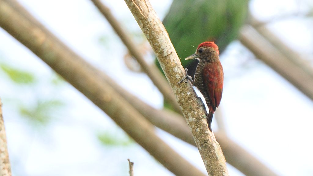 Blutrückenspecht (Blood colored Woodpecker)
endemisch in Nordguyana
Botanischer Garten, Georgetown
9253