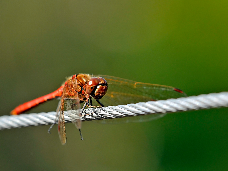 Blutrote Heidelibelle