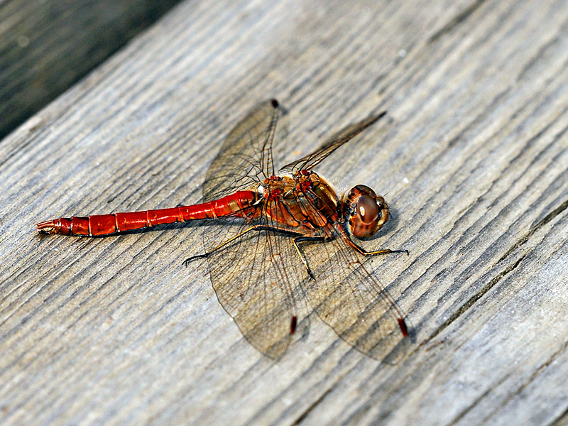 Blutrote Heidelibelle