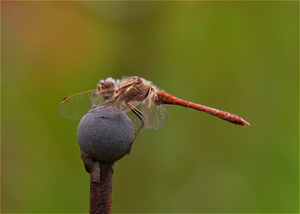 Blutrote Heidelibelle