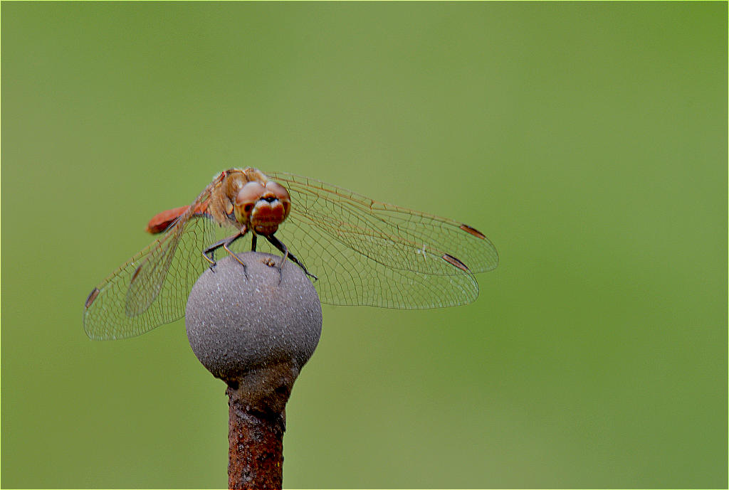 Blutrote Heidelibelle