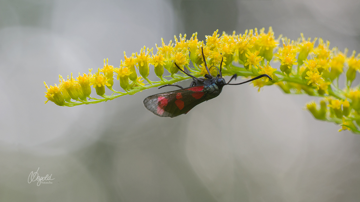 Blutströpfchen, Sechsfleck-Widderchen (Zygaena filipendulae)
