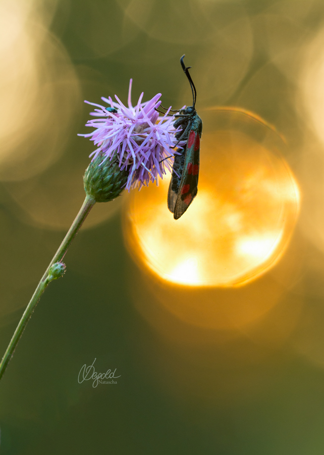 Blutströpfchen (Zygaena filipendulae)