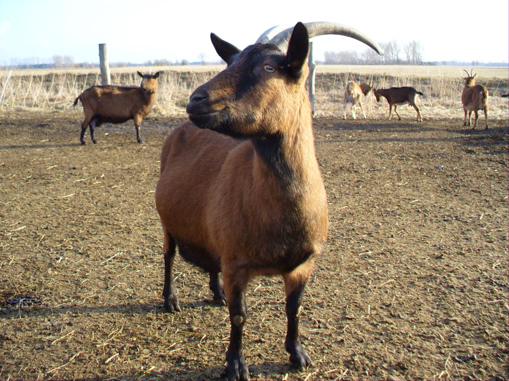Bock