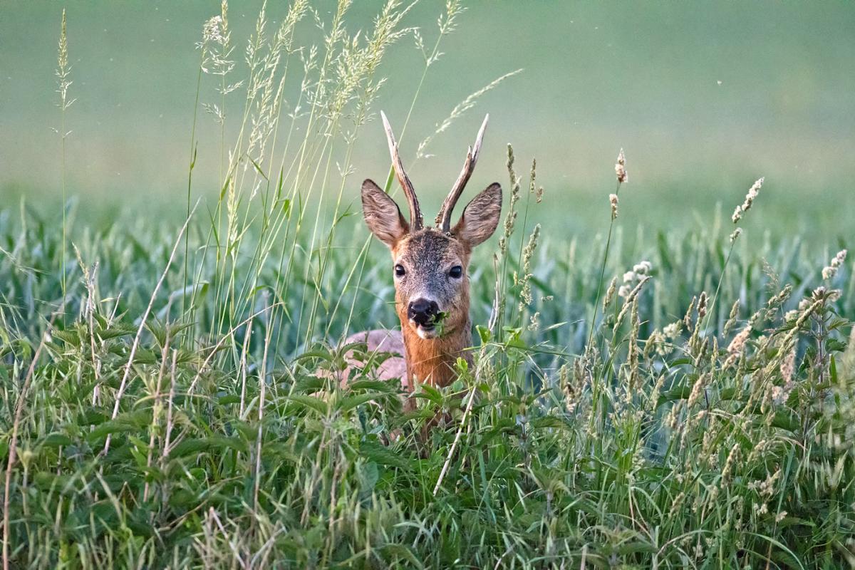 Bock