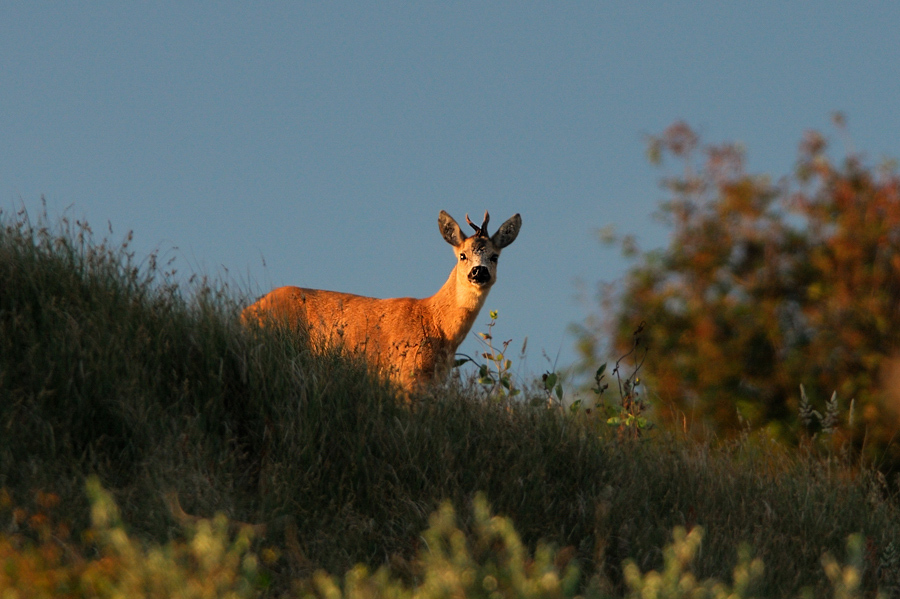 Bock