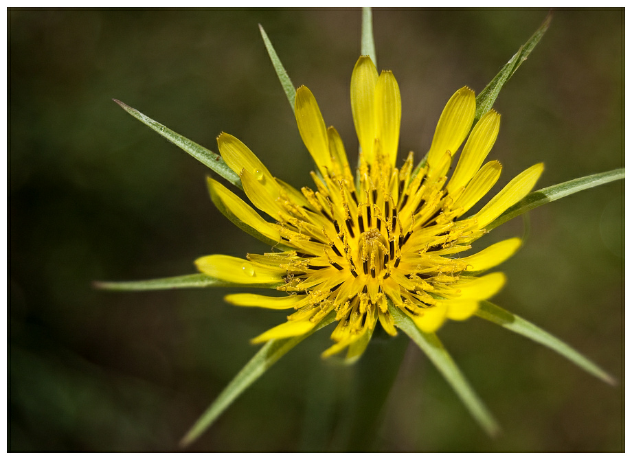 Bocksbart Blüte