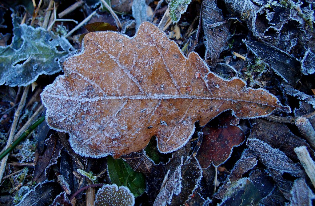 Bodenfrost