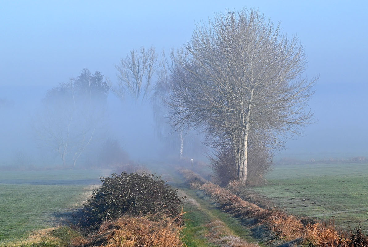 Bodennebel in den Seewiesen 4.jpg