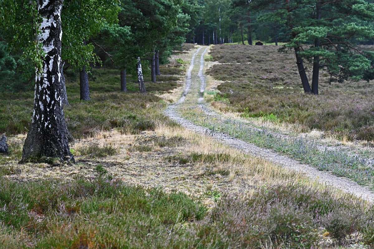Bodenteicher Heide 1.jpg