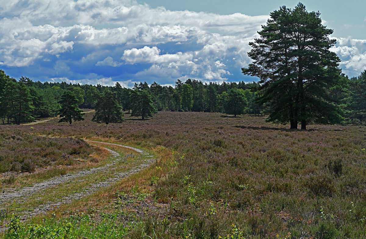 Bodenteicher Heide 3.jpg