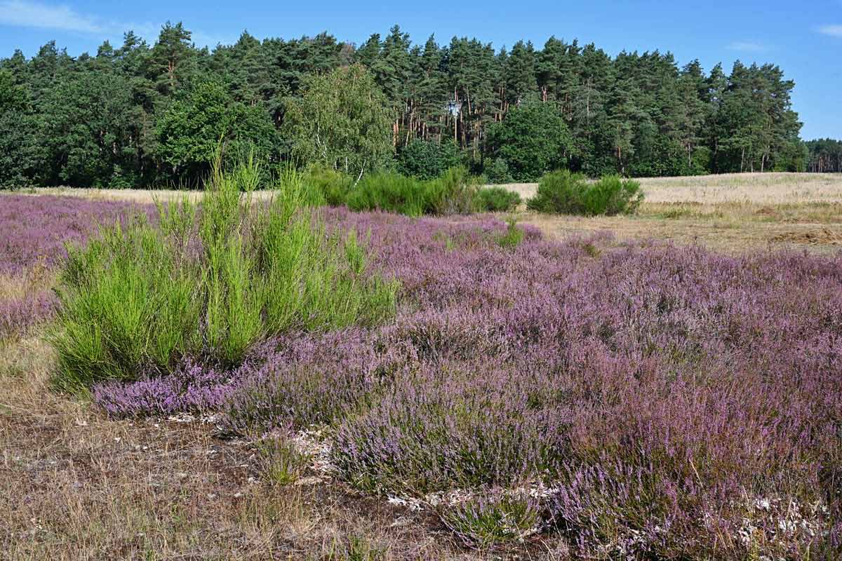 Bodenteicher Heide.jpg