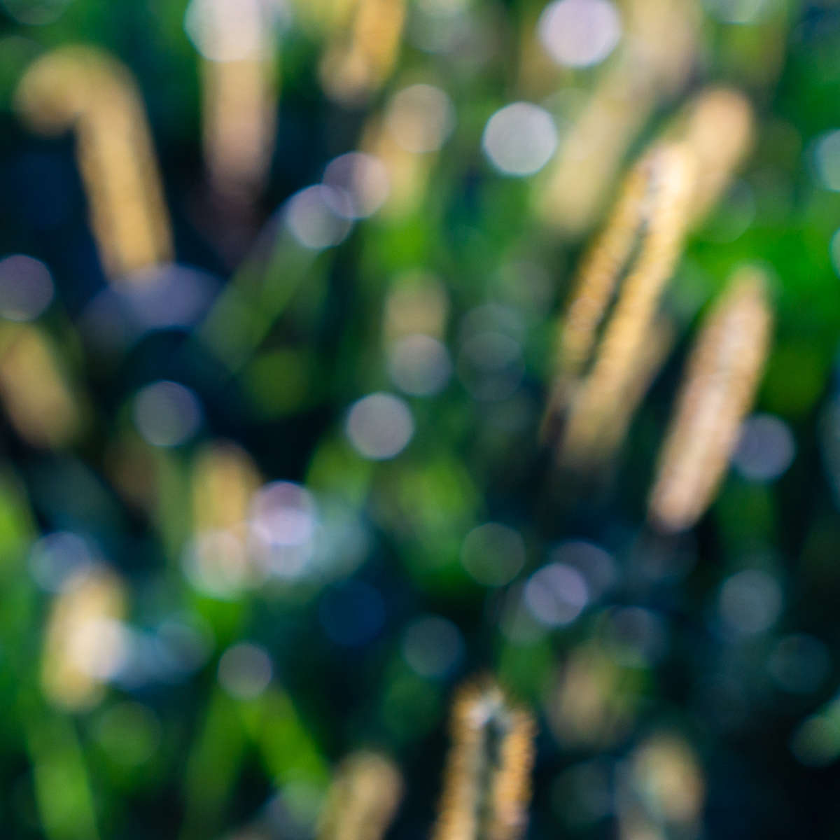 Bokeh only