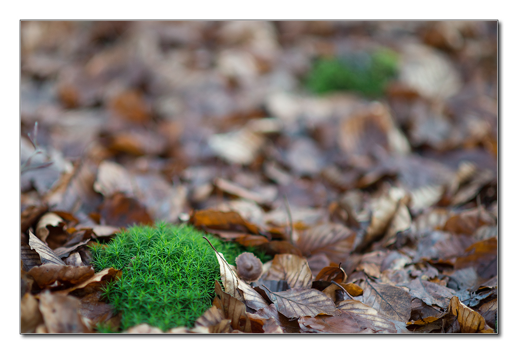 bokeh