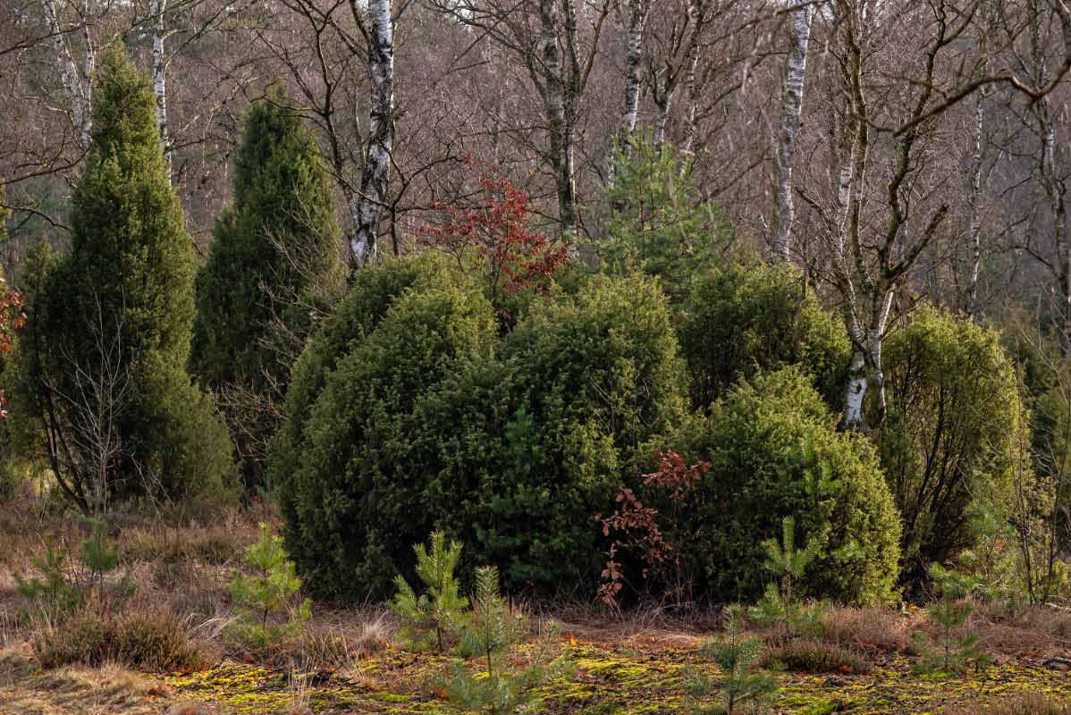 Bokeler Heide 1.jpg