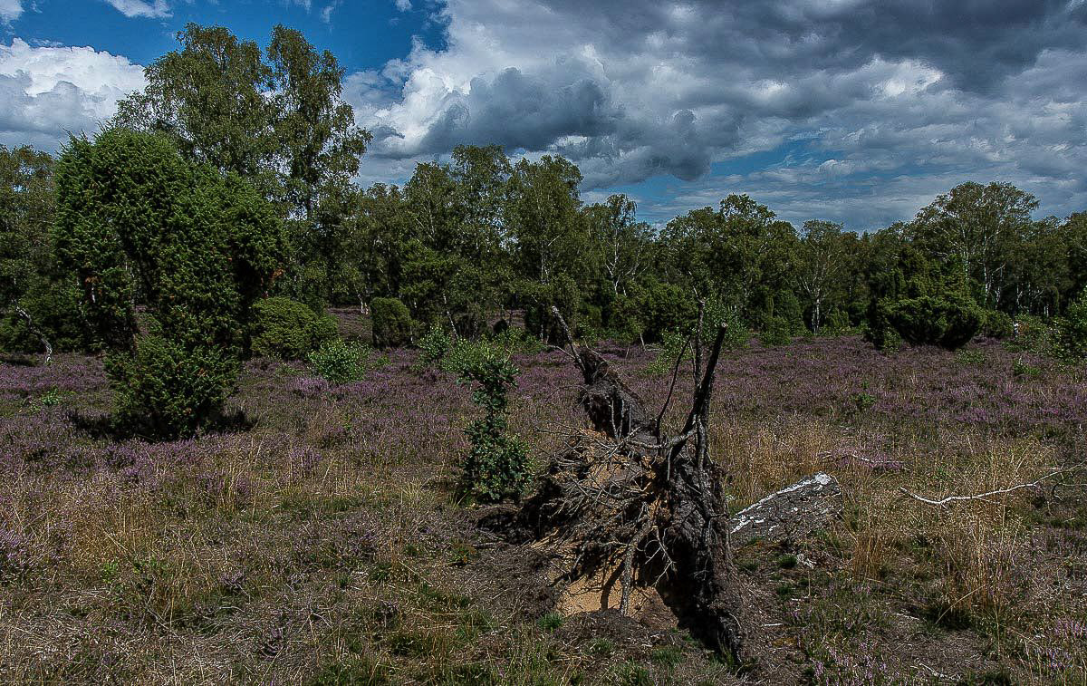 Bokeler Heide (1 von 1).jpg