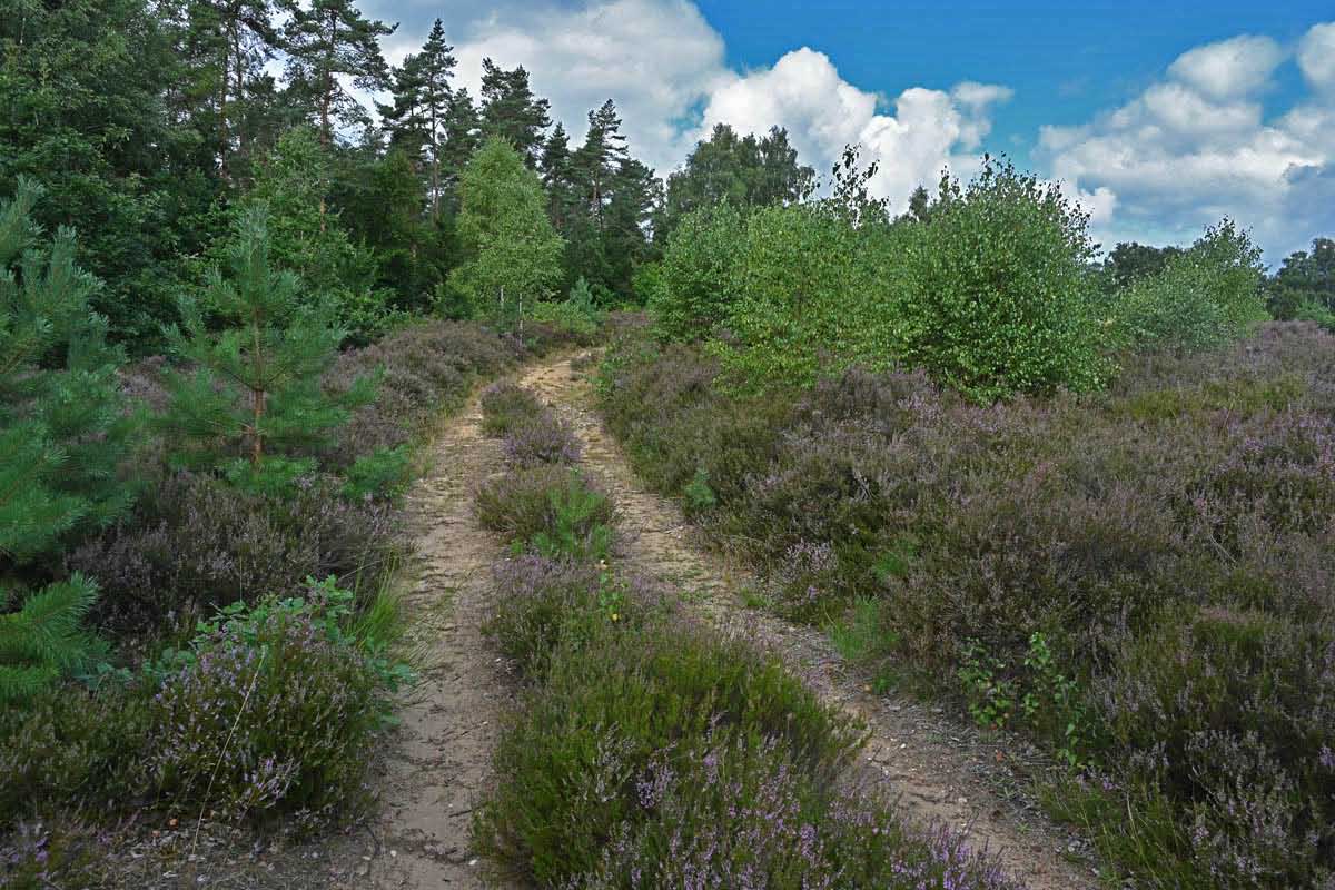 Bokeler Heide 1_2.jpg