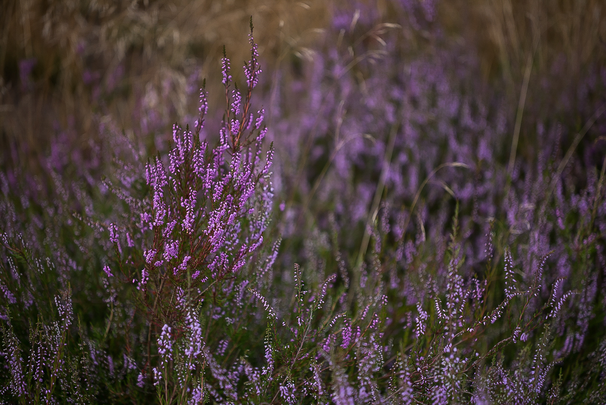 Bokeler Heide 2 (1 von 1).JPG