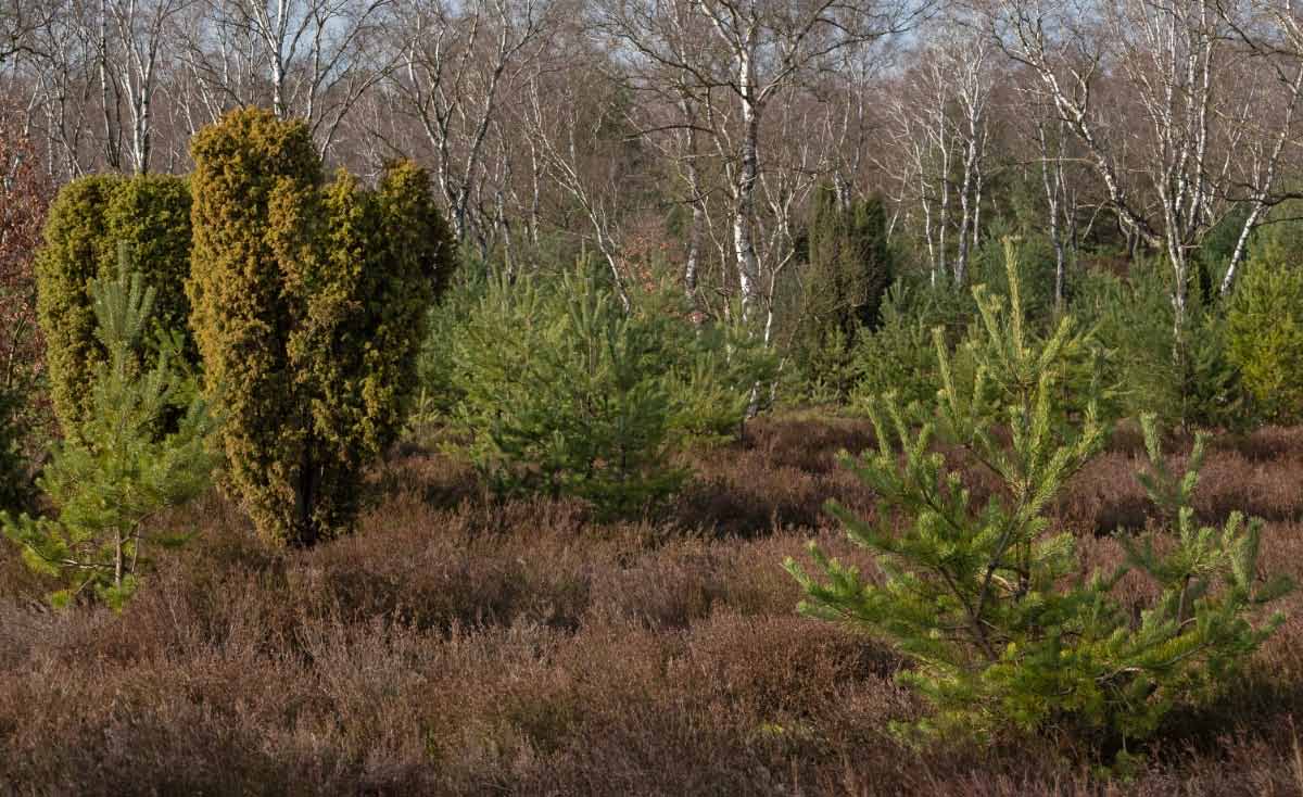 Bokeler Heide 2.jpg