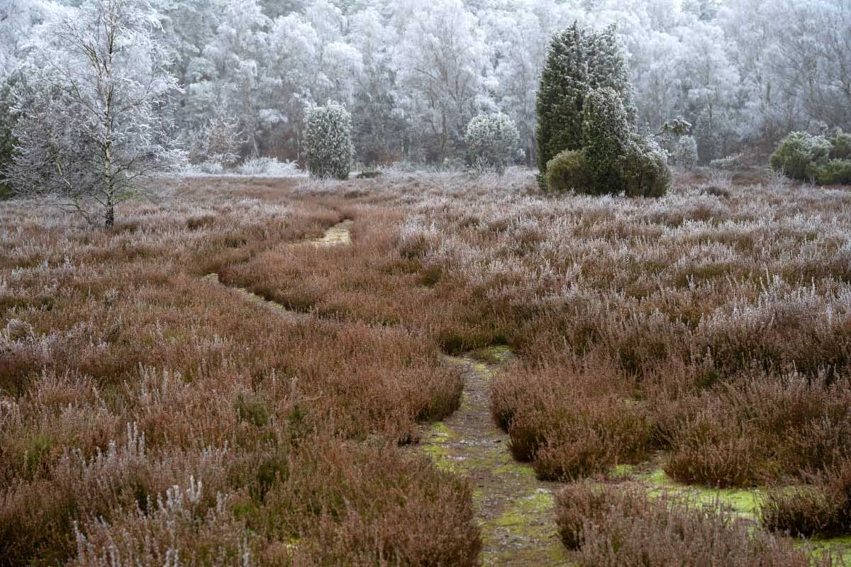 Bokeler Heide 2.jpg