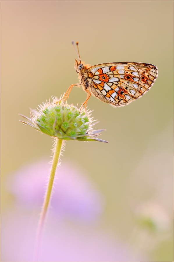 Boloria selene