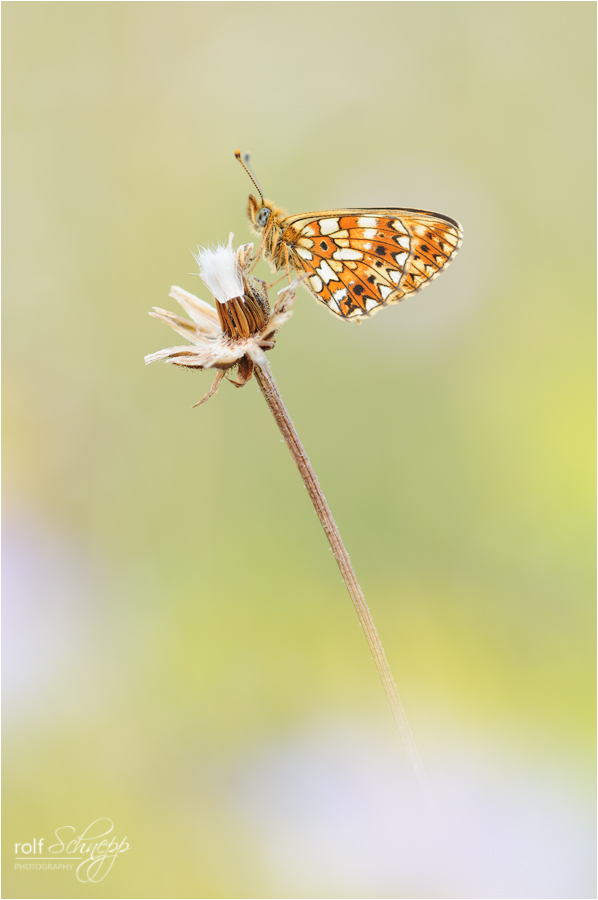 Boloria Selene