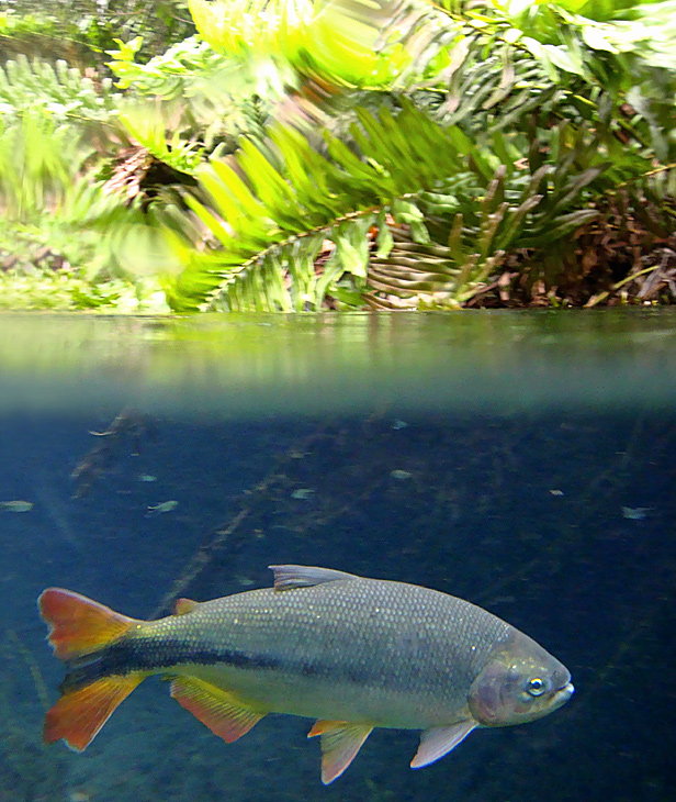 Bonito MS 179