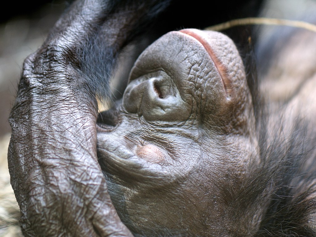 Bonobo