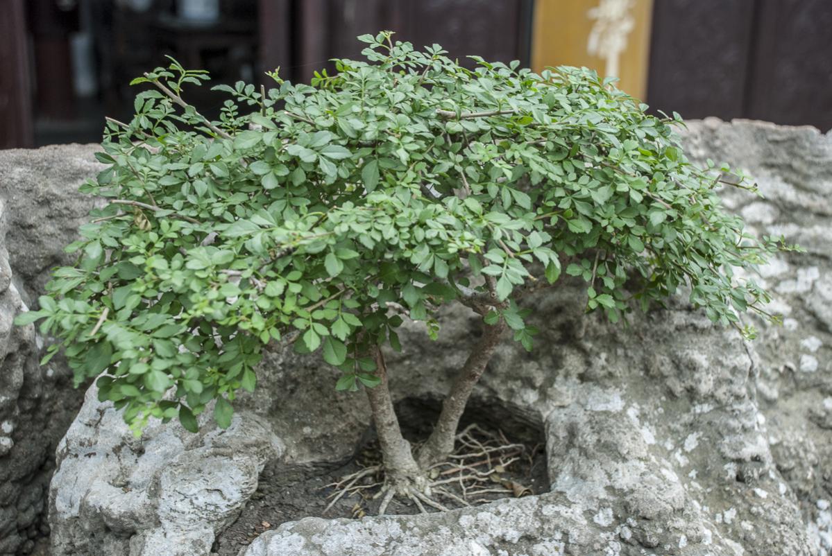 Bonsai