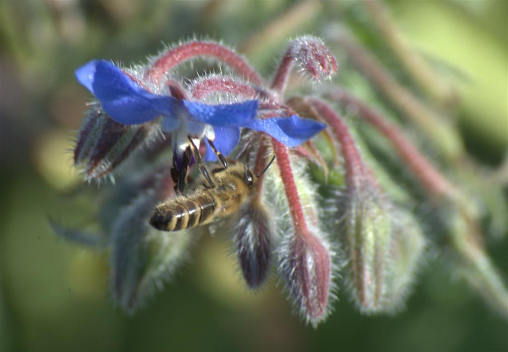 Borago officinalis mit Biene