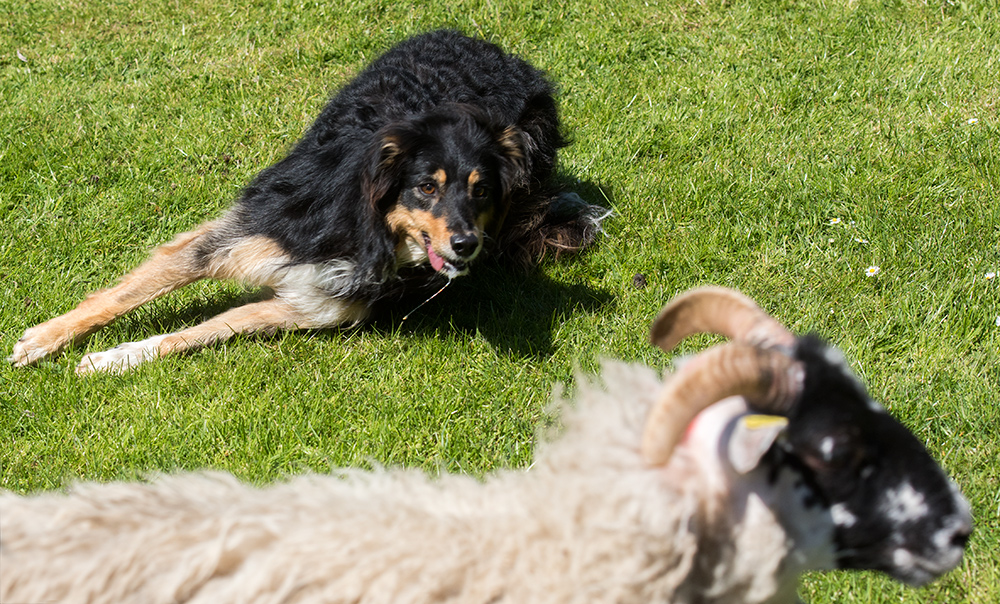 border collie 2016 263