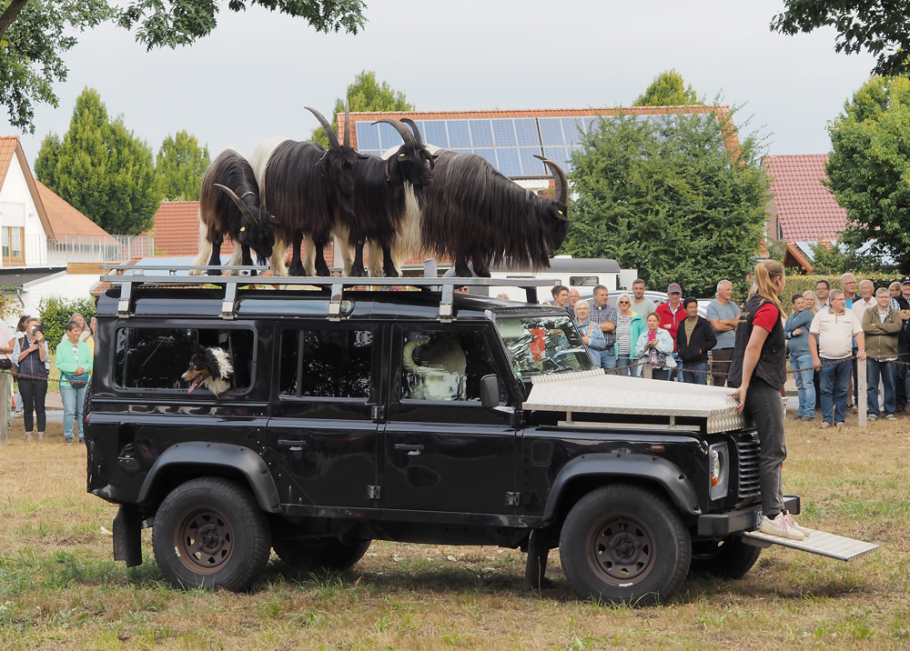 Border Collies.jpg