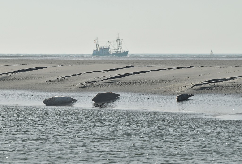 Borkum: Seehunds- bzw. Kegelrobbenbank (300mm+1.4TK; MHX 6705DrAKUSM+x)