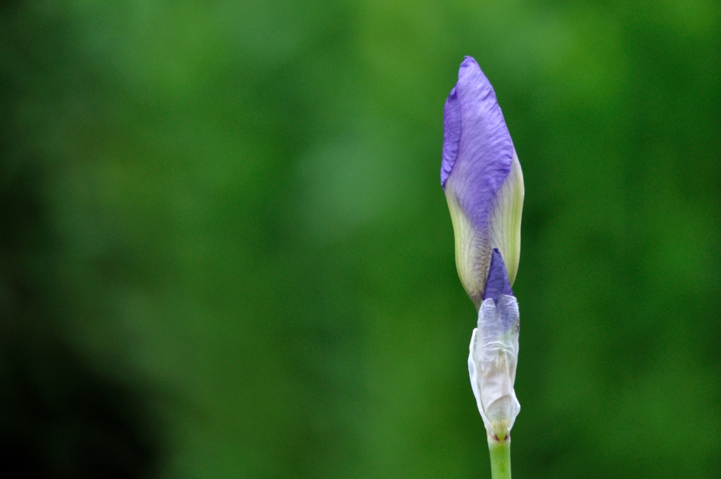 Botanischer Garten 2