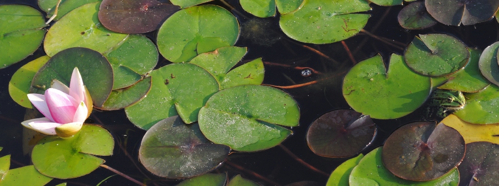Botanischer Garten Berlin Dahlem Froschteich