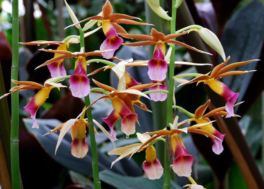 Botanischer Garten München
Angriff der Orchideen