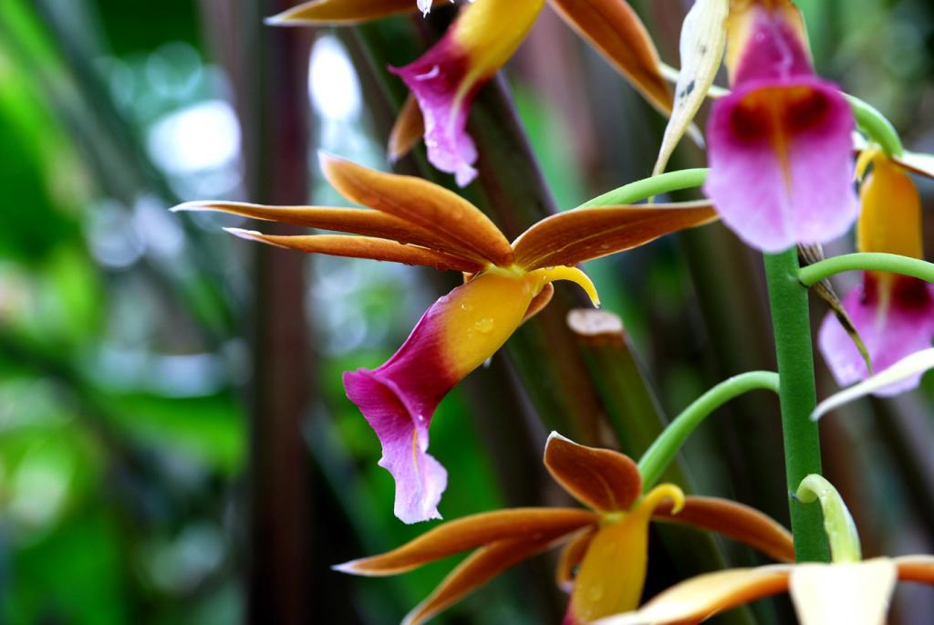 Botanischer Garten München
Orchidee