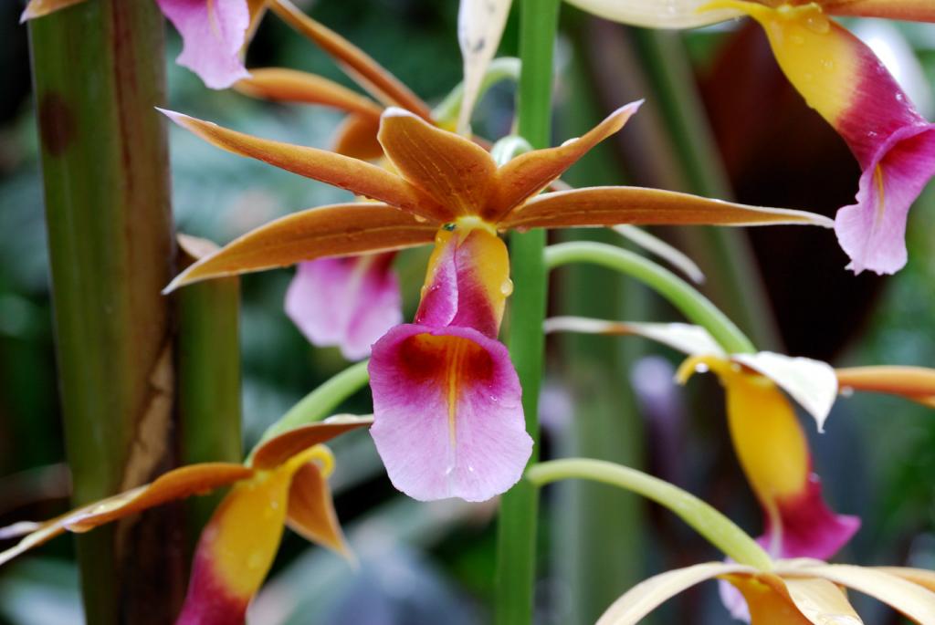 Botanischer Garten München
Orchidee