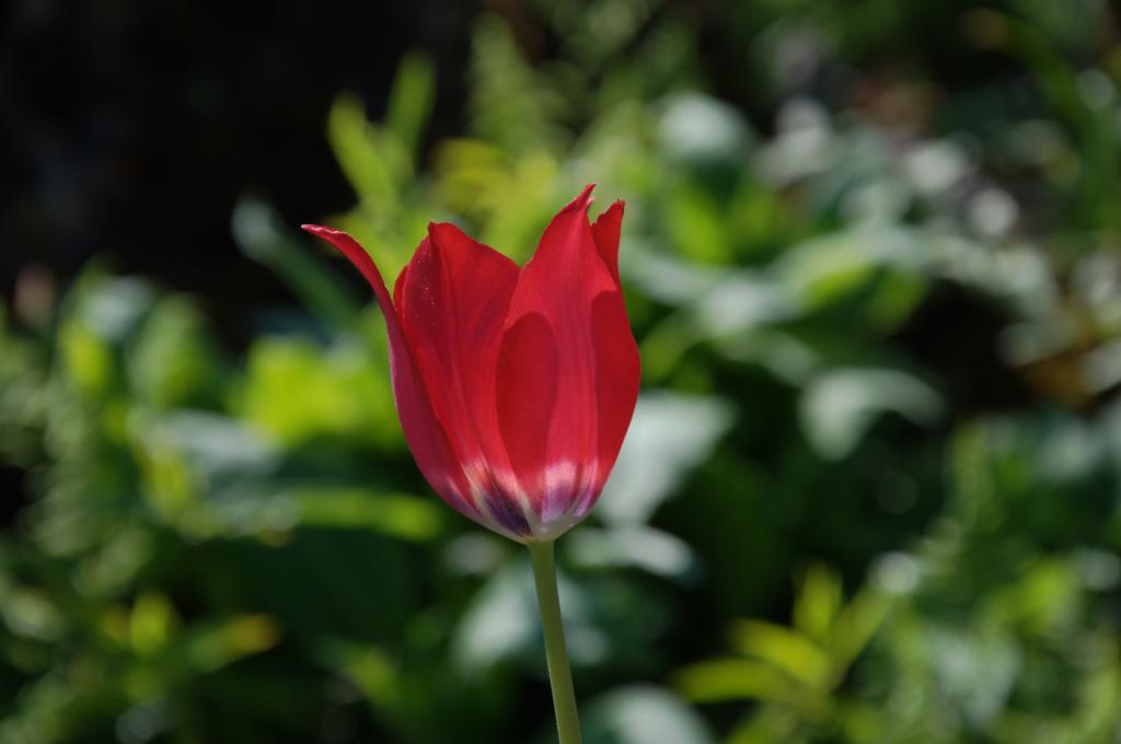 Botanischer Garten Mai 09, Tulpe
105 mm