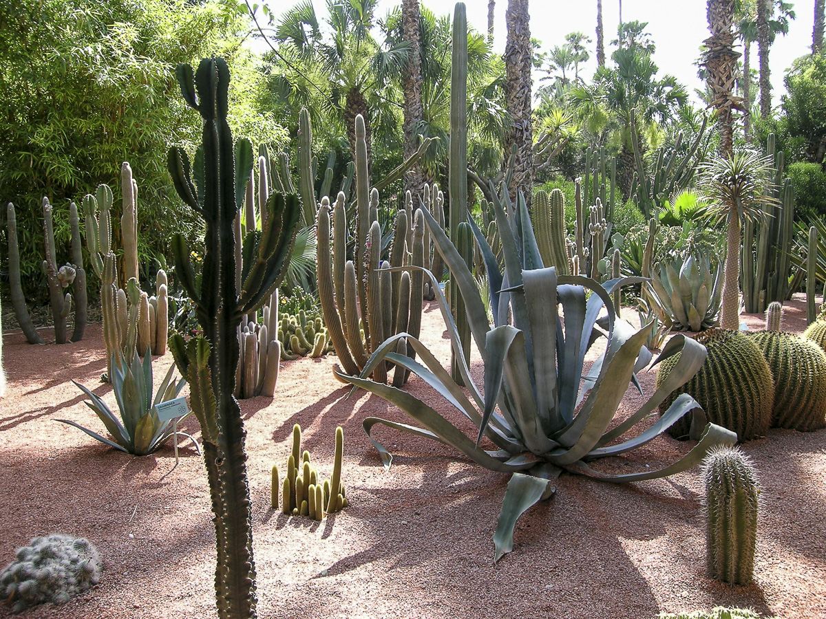 Botanischer Garten Marrakesch.jpg