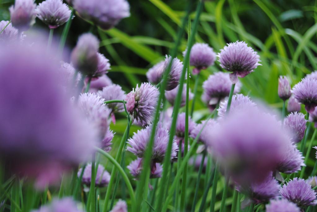 botanischer garten