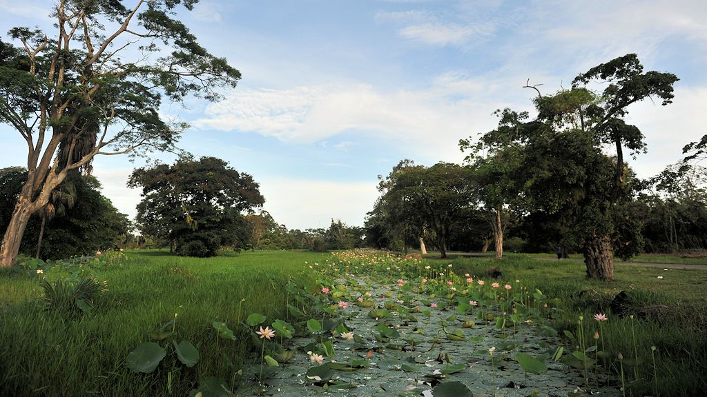 BotanischerGarten in Georgetown
9500