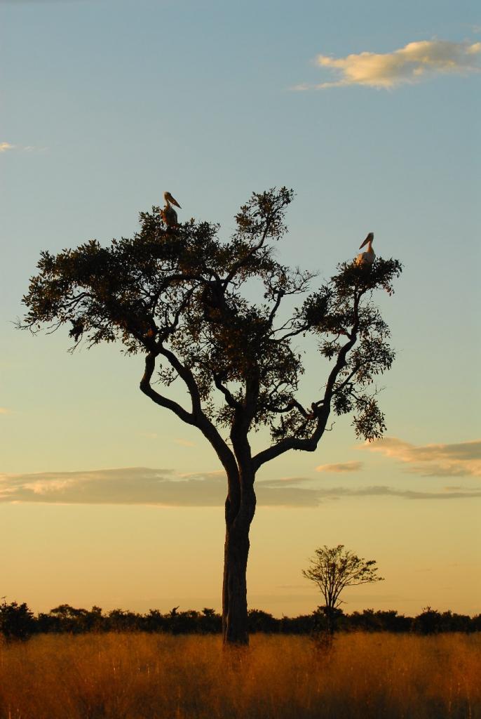 botswana kenzaburo forum 15