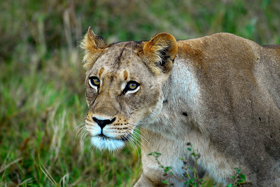 botswana loewe1